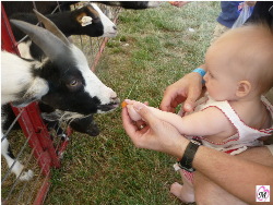 infant feeding animals at carnival